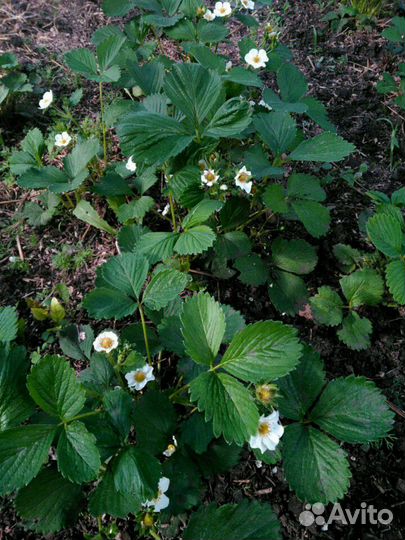 Клубника ремонтантная 2 раза в год плодит