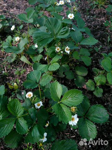 Клубника ремонтантная 2 раза в год плодит