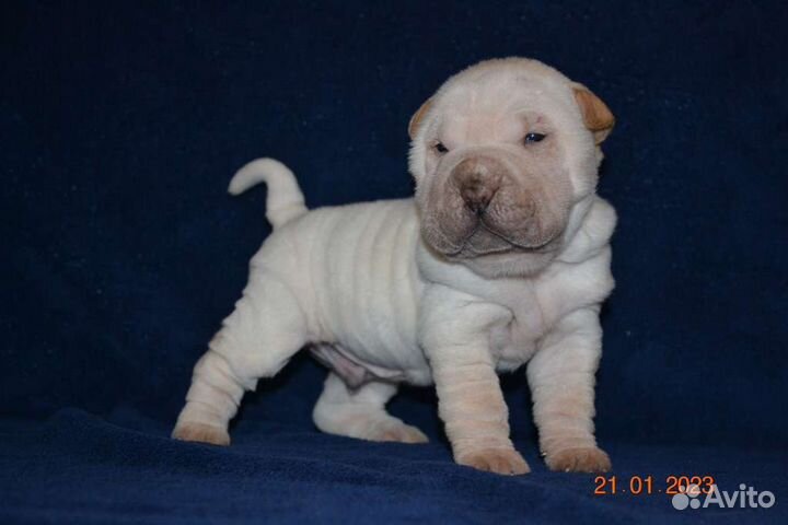 Мальчик кремовый