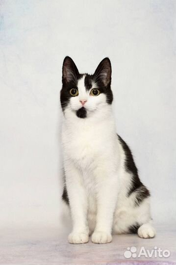 Котик ищет дом