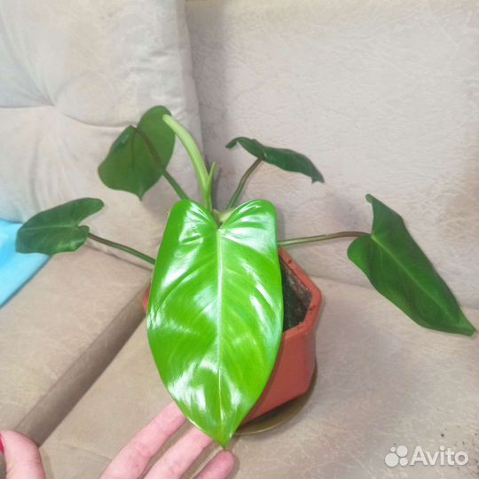 Филодендрон