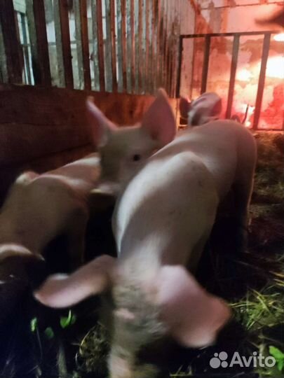 Поросенок ландрас