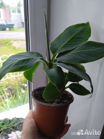 Комнатные цветы