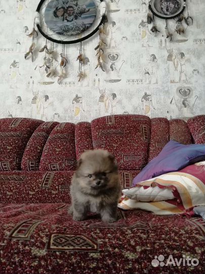 Щенки померанского шпица