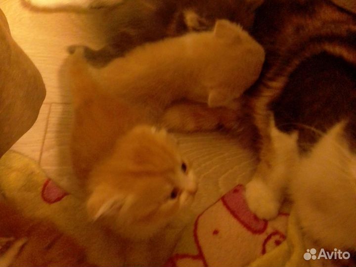 Вислоухие котята