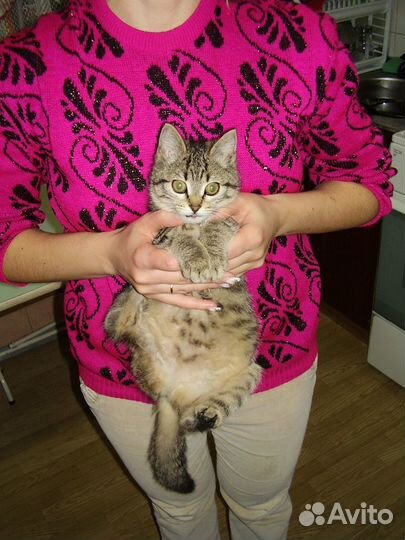 Передержка животных