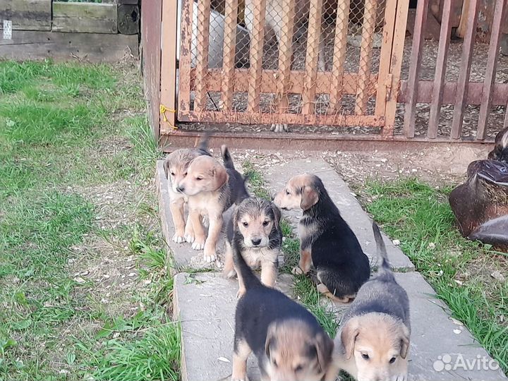 Щенки Русских Гончих