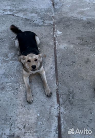 Собака потерялась