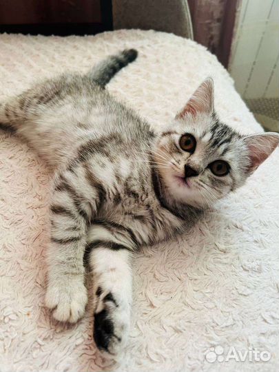 Котёнок девочка в добрые руки