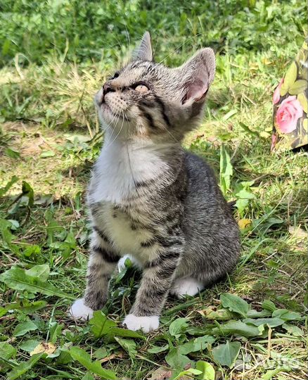 Котята ищут дом