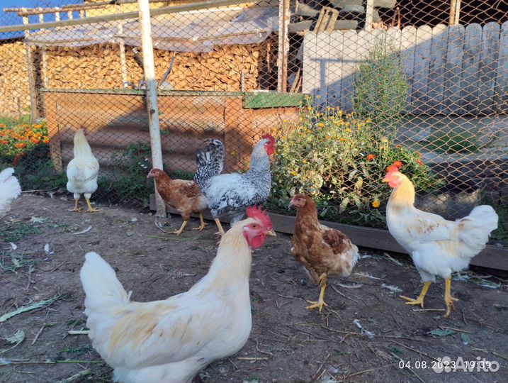 Петушков породы ломан Браун и Легорн серебристый