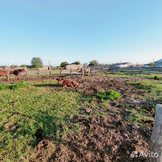 Коровы с телятами