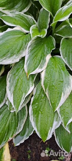 Хоста кустом