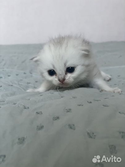 Британские серебристые котята