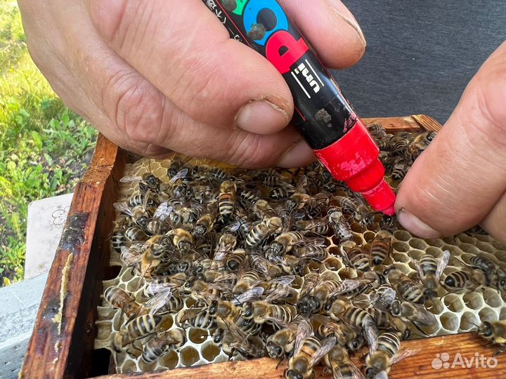 Матки пчелиные