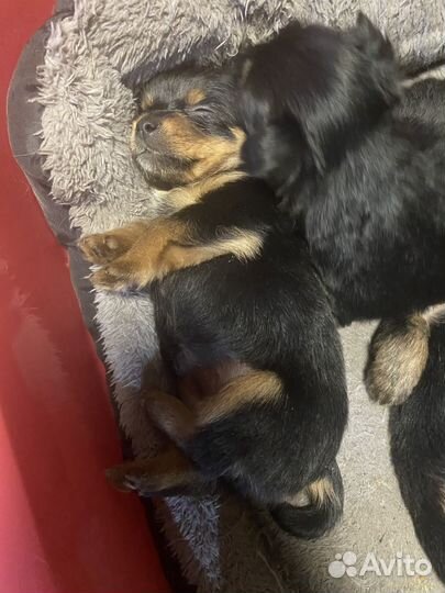 Йоркширский терьер щенки