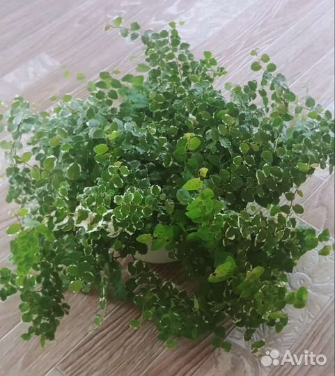 Фикус пимула, карликовый,ползучий