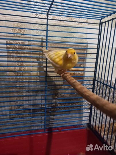 Кенар(самец)