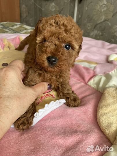 Той-пудель ред браун