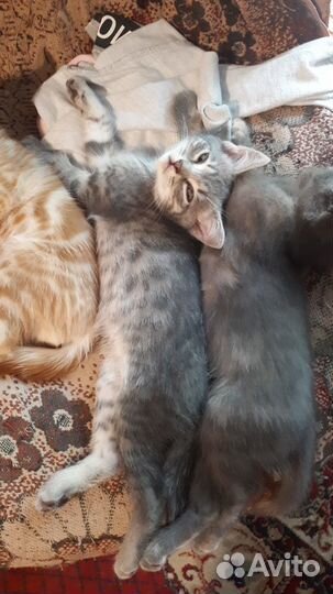 Отдам котят