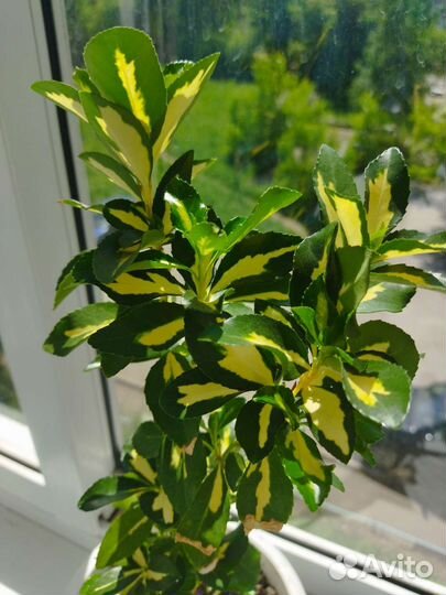 Бересклет японский