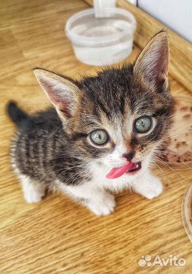 Хорошие котята в хорошие руки