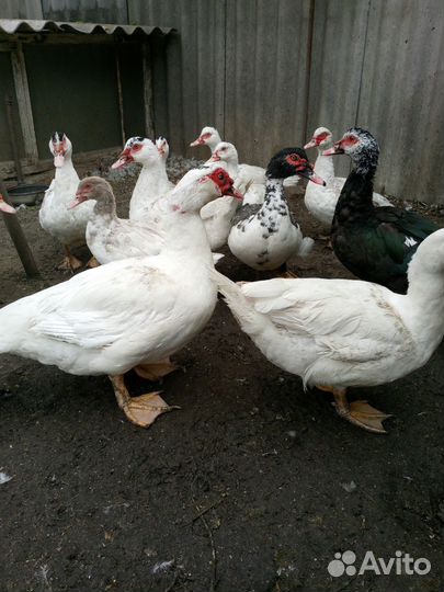 Мускусные Селезни, тяжелые линии