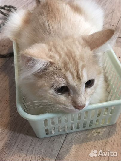 Кот в добрые руки