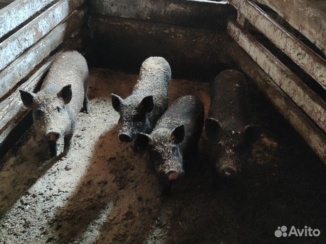 Вьетнамские вислобрюхие поросята