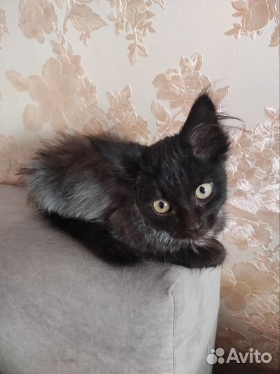 Красивый котик