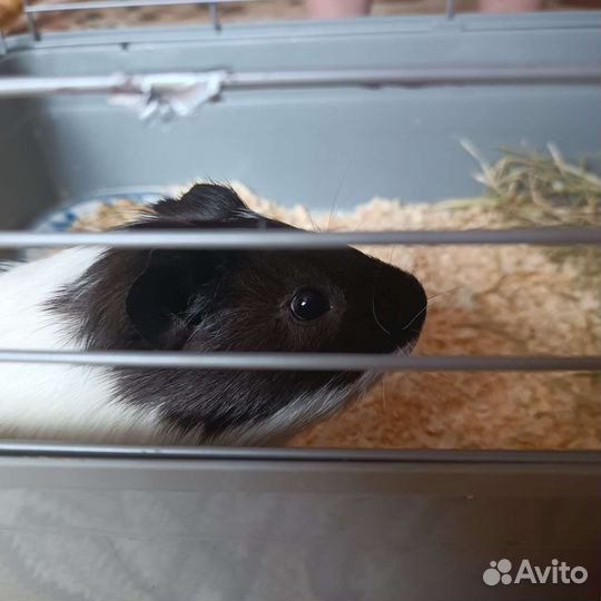 Морская свинка с клеткой