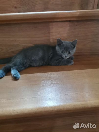 Котята в добрые руки бесплатно