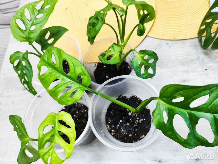 Монстера манки