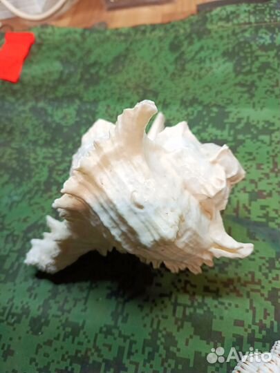 Ракушки морские