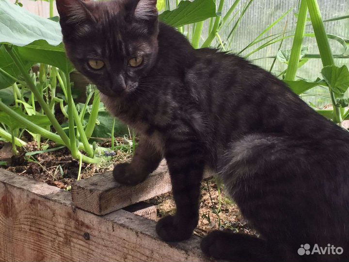 Котята в добрые руки бесплатно