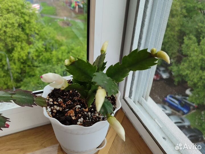 Декабрист белый