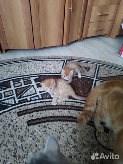 Котята в добрые руки бесплатно