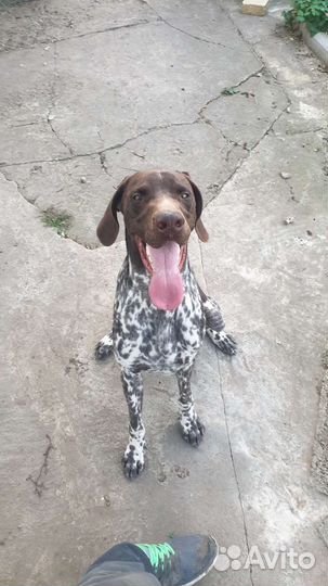 Немецкий Курцхаар вязка