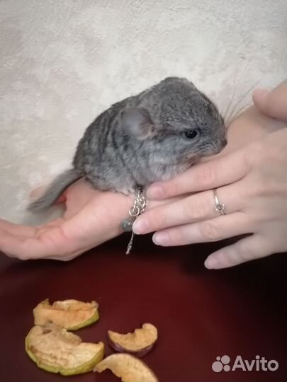 Шиншилла