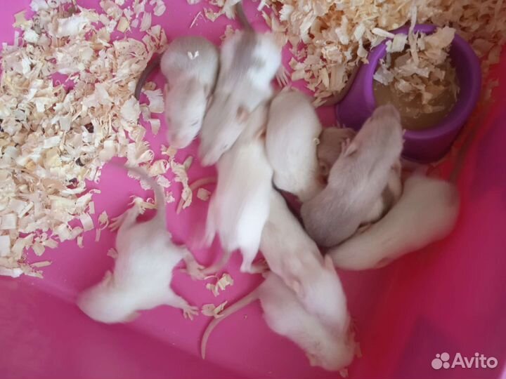 Крысята/крыски дамбо