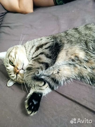 Кот шотландский на Вязку