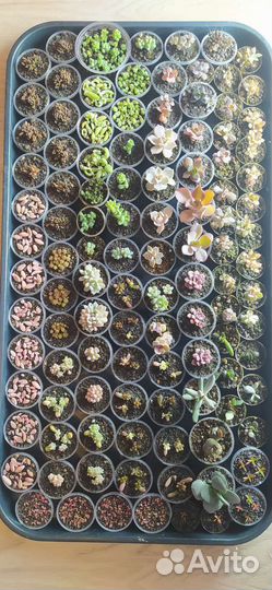 Суккуленты много разных