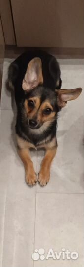 Собака в добрые руки отдам бесплатно