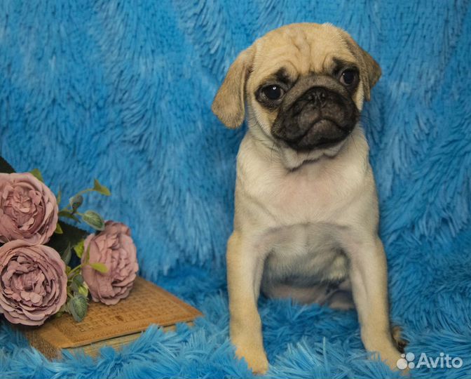 Щенки мопса