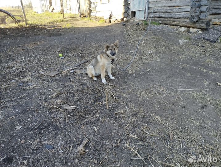 Отдам собаку в хорошие руки