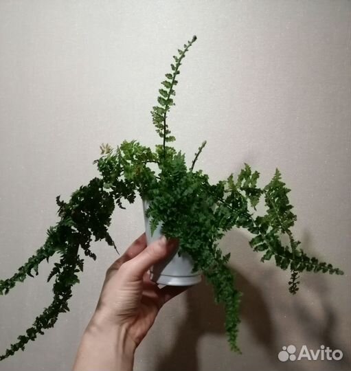 Папоротник нефролепис