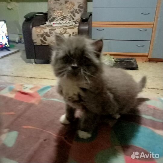 Отдам бесплатно котят