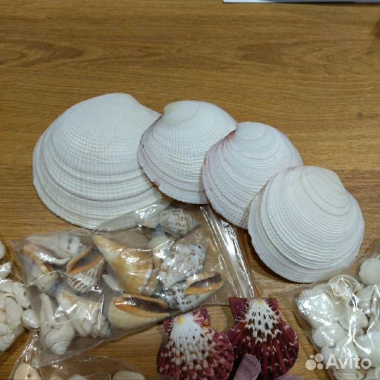 Набор разных ракушек