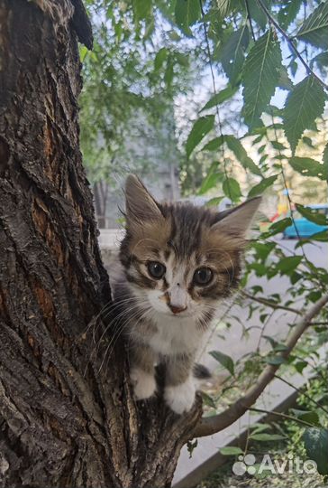 Отдам в добрые руки