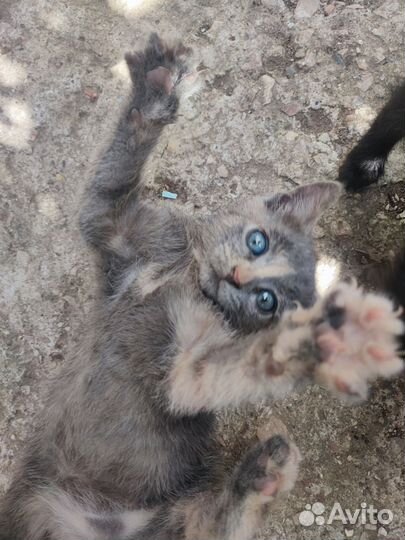 Котята в добрые руки бесплатно